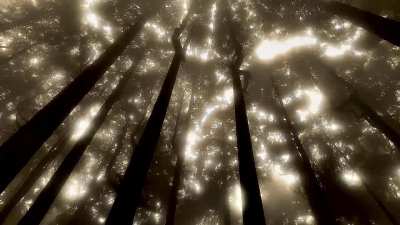 Nature dekh lo (wait for crown shyness)