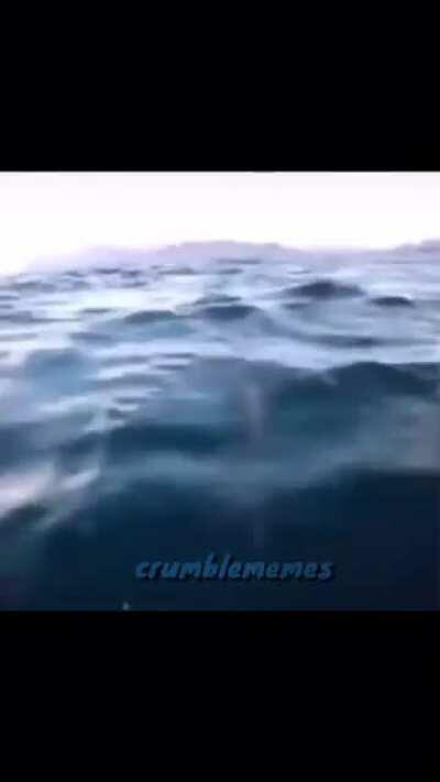 Monke search for see banana