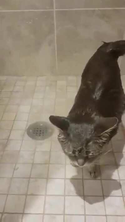 Просто кот в душе