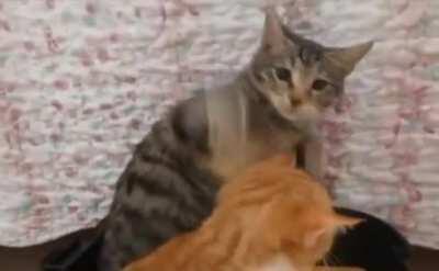 Take your stinking hands off her you damn dirty human!