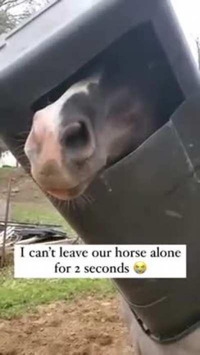 “I’m the coolest horse on the planet, with my new helmet” 🤣