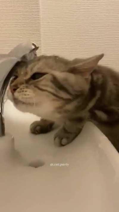 found a funny cat compilation