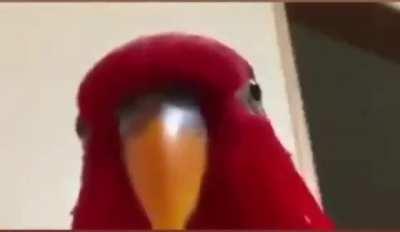 من که خوشحالم که آریا برگشته یه یوتیوب ولی بعدش میگه می‌خواسته کلا ۲ ماه بره و نباشه 😂😂😂😂(کیا یه لحظه شوکه شده😑🤯)