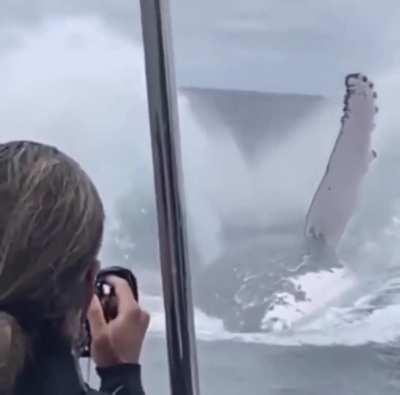 🔥 Massive Humpback whale