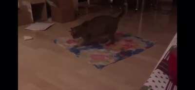 Why are cats like this