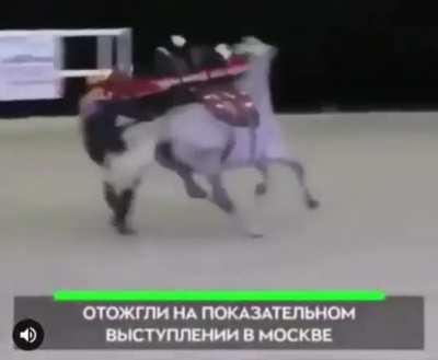 Using a horse as a ambulance