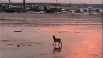 A deer goes for a morning skip across the beach