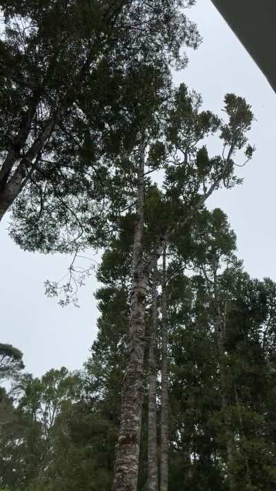 Can anyone identify this bird call?