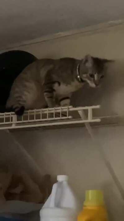 Laundry kitten has a success!