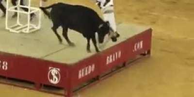 Bull has perfect timing
