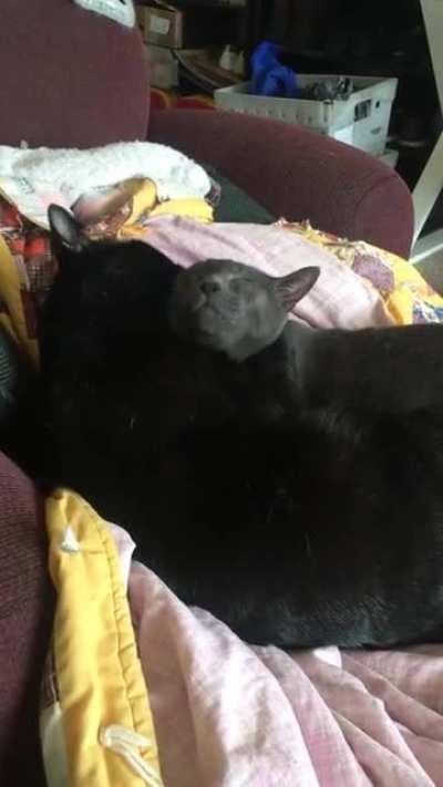 what’s wrong with your cats