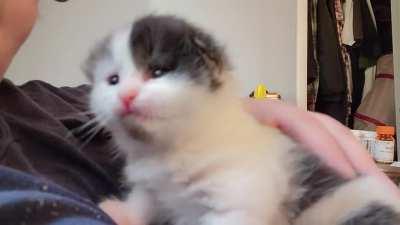 His gangster name is Chubby Smols