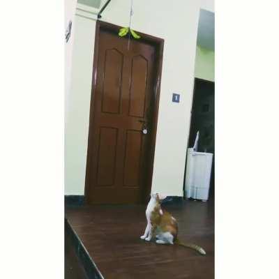 Perfect catculation!