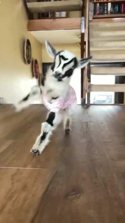 Happy goat in slow-mo
