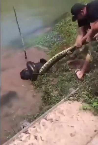Man saves dog from anaconda