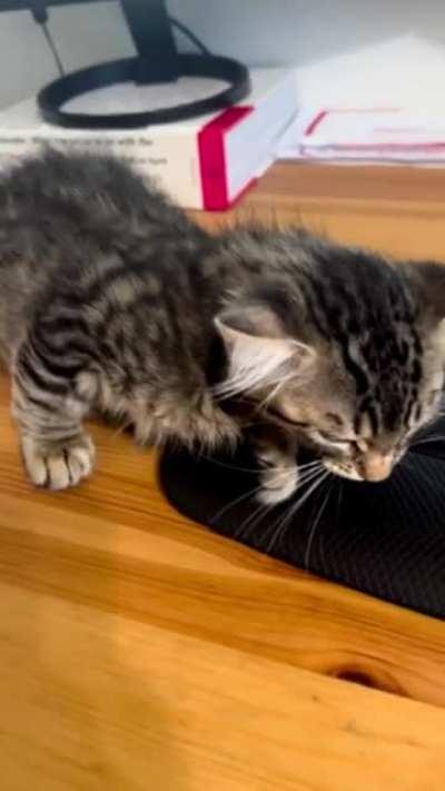 gatito says goodnight proceeds to nap