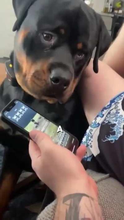 Dog's reaction to hearing a voicemail about his antics at doggy daycare