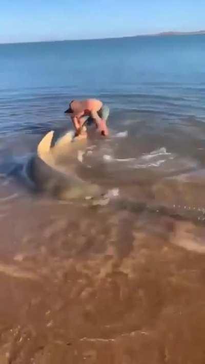 A beautiful but dangerous sawfish