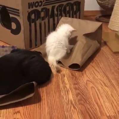 Hide and seek - Jerk edition