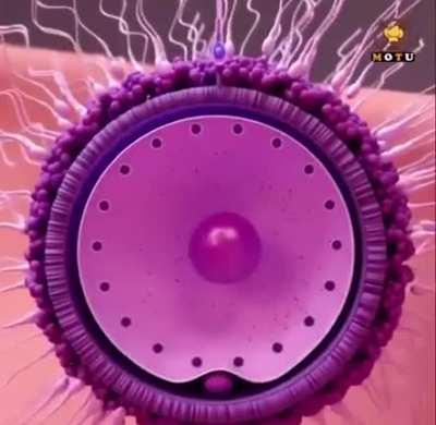 The fertilisation process shown by a 3D artist