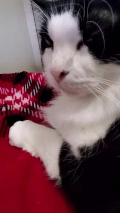 Hardly even considered squeaks.