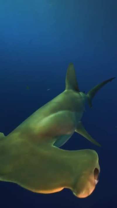 Hammerhead boop