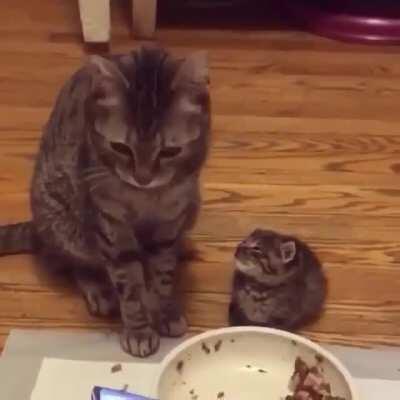 Find someone who looks at you like this foster kitten