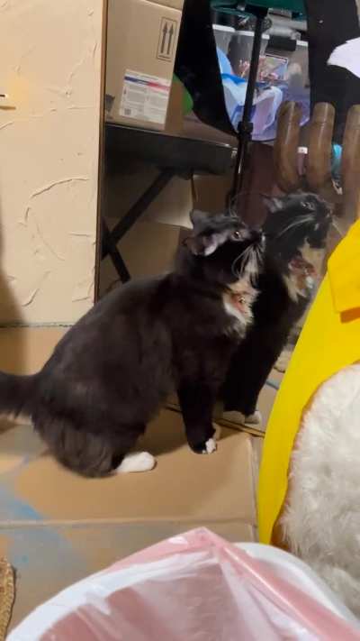 Kuro’s two brain cells fighting for third place 😂