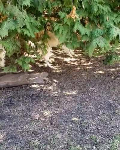 Thanks, I Love Dogs being happy