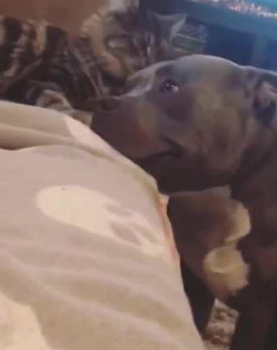 Dog likes being licked by kitten