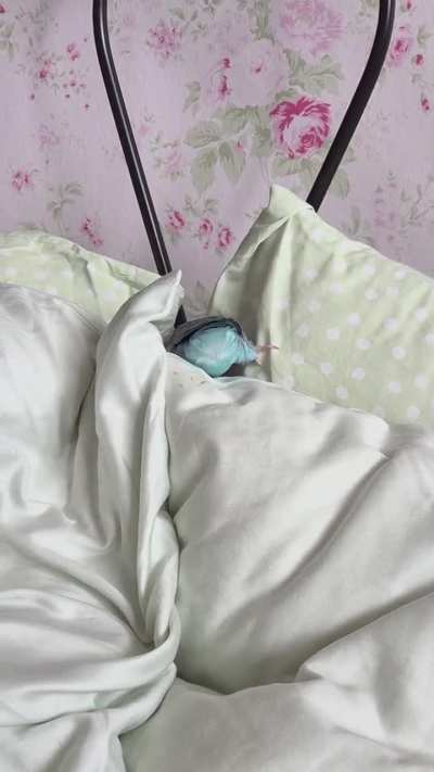 dont let ANYONE tell you you cant be a cave diver just because youre a bird