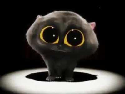 funni dance cat