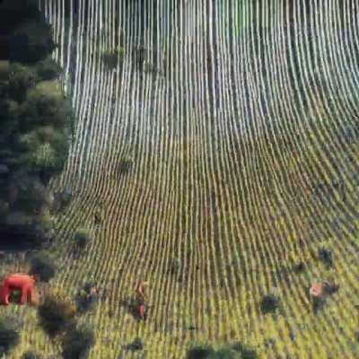 My most complex Stable Diffusion Animation so far