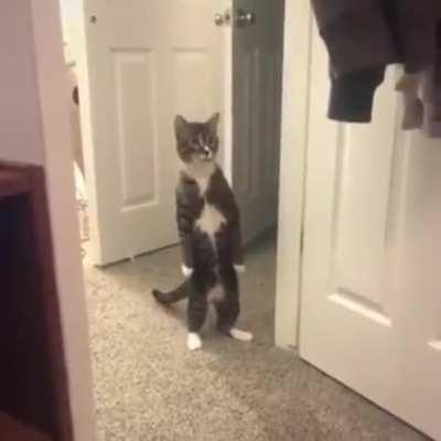 accidentally revealing its bipedal form in front of its human masters