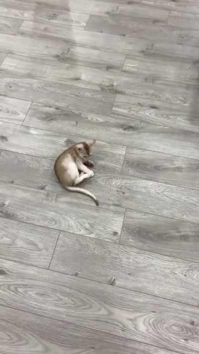 Almost caught the little rat