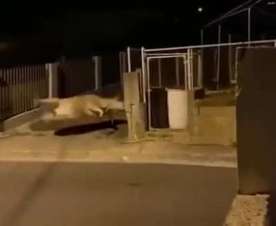 one second before a cow has a heart attack