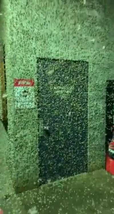 Vancouver is experiencing a massive outbreak of Hemlock Looper and Phantom moths that are feasting on local trees. Mothpocalypse 2020