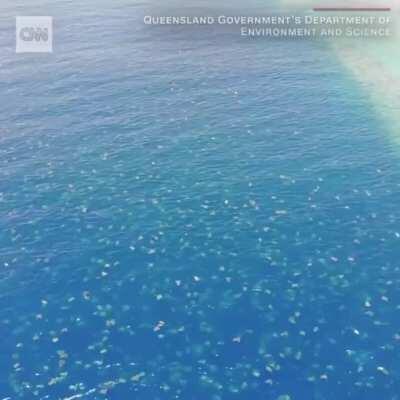 🔥 drone footage shows the largest remaining breeding ground for green turtles in the world. there are up to 64,000 turtles swimming around australia's great barrier reef during nesting season 🔥