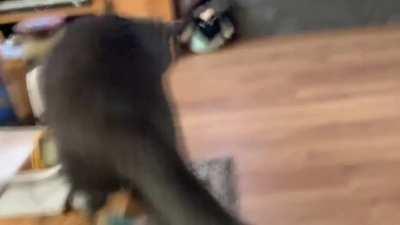 Stalking a fly gone wrong