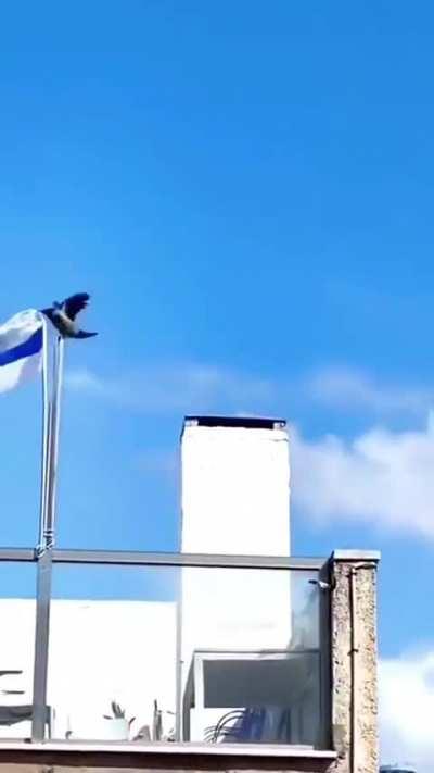 The drones are now becoming anti-Semitic?