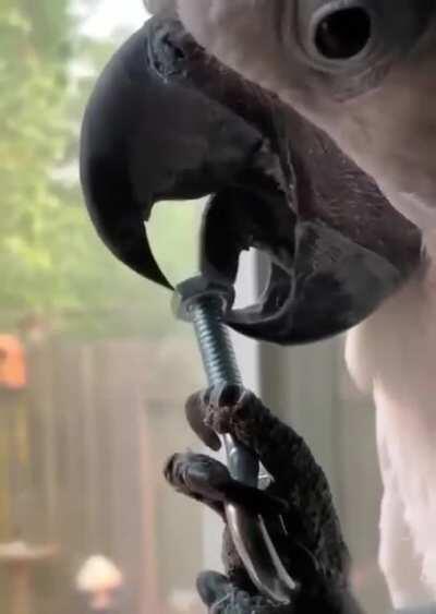 You Don't know What Skills Your Pet Bird Has Learned