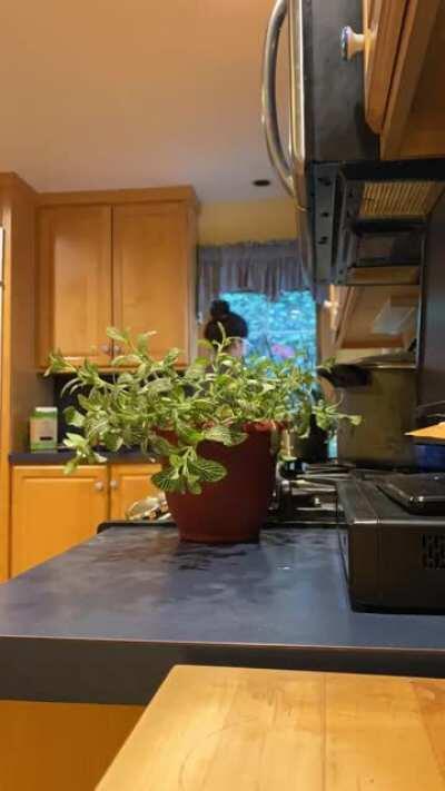 This plant un-wilting in under 30 minutes after being watered