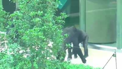 Primal Chad protects against bully