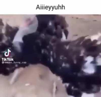 Giant chicken also counts