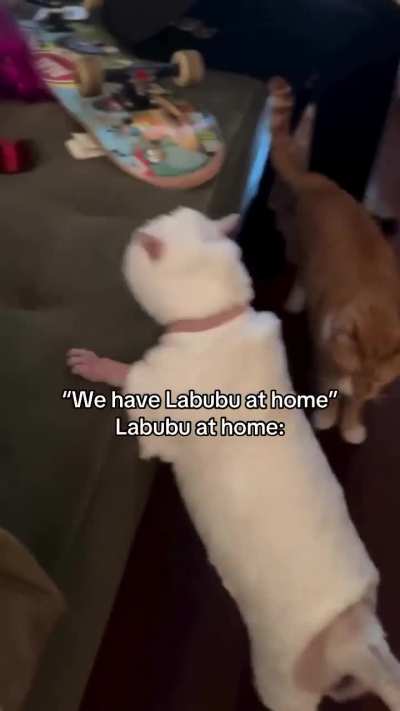 The Lafufus are out of control!