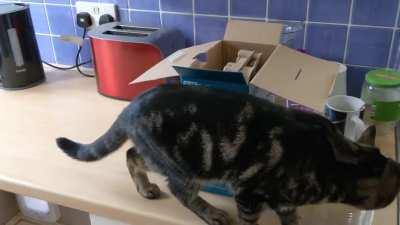 Toast ready! Cat pop up!