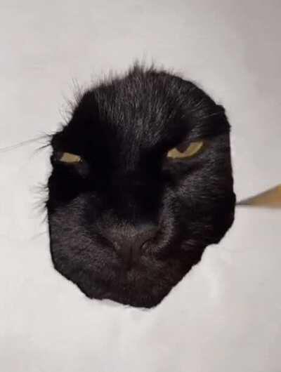 Realistic cat drawing.