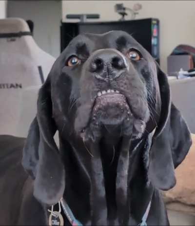 Is my weim mix ... part racecar??