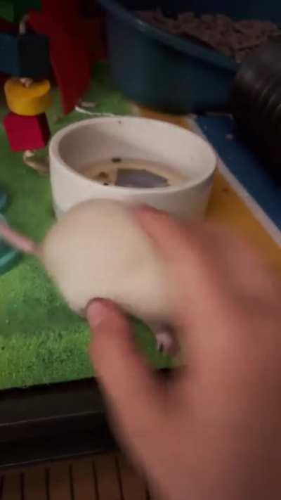 rats get zoomies, too!!