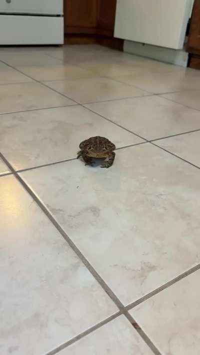 Queenie eating her dinner in slowmo!